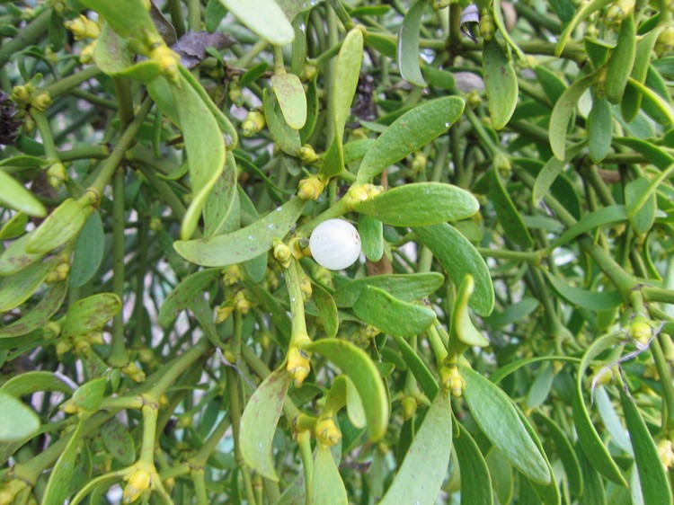 Viscum album